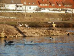 Geese at the Güdingen weir on a calm water surface