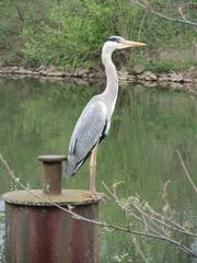 Grey heron standing by the Güdingen weir