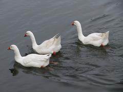 Geese near the Güdingen weir on a waterway