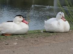 Geese at Güdingen dam