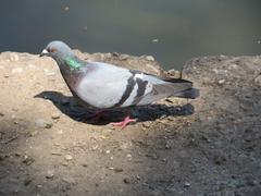 Rock pigeon perched at Güdingen weir