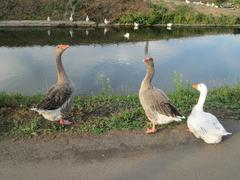 Geese at the Güdingen weir on a sunny day