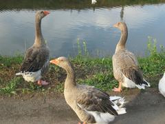 Geese at the Güdingen weir on a calm water surface with surrounding greenery