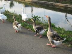 Geese at Güdingen weir