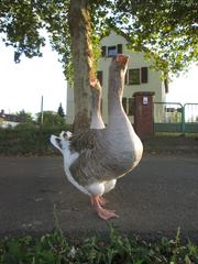 Geese at Güdingen lock and dam
