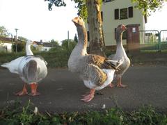 Geese at the Güdingen dam