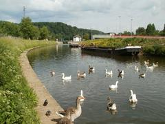Geese at Güdingen weir on water