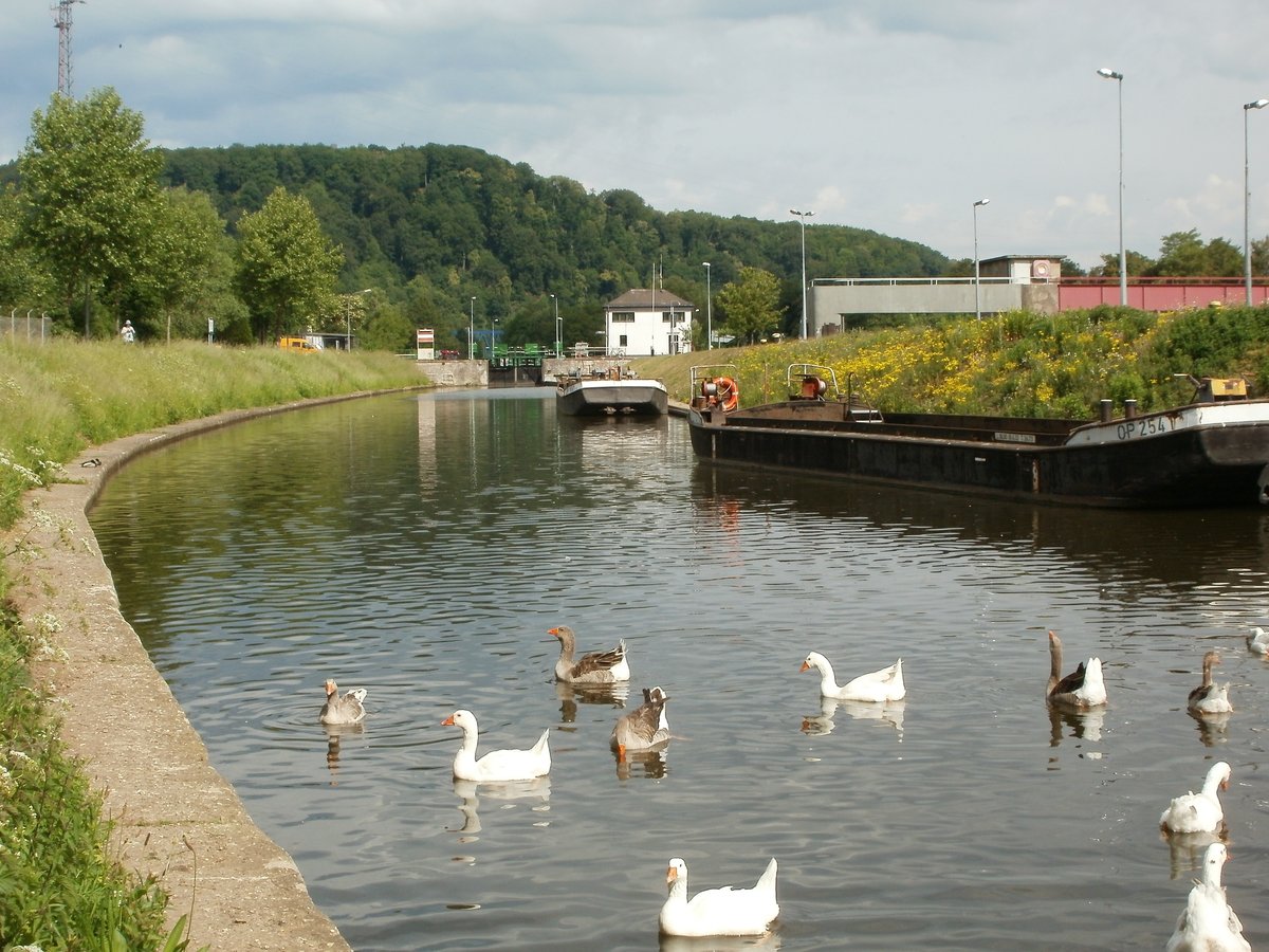Geese at Güdingen dam stage