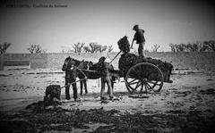 Breton peasants harvesting seaweed with horses in Penmarch around 1900