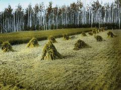 Historic government farm with haystacks and croplands in Fairbanks, Alaska