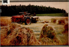 Harvesting a field of pure seed Edda barley at Matanuska Station near Palmer Alaska in 1951
