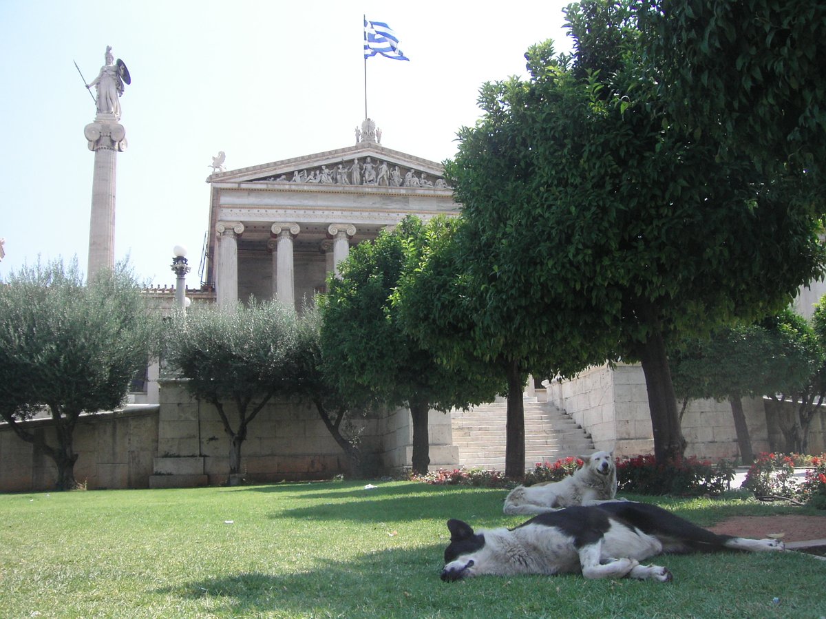 Multiple dogs resting on pavement in Athens during July 2006