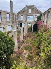 Interior of the decayed Social Hall at Alcatraz Island with wildflowers