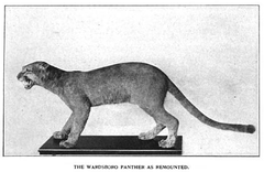 Panther on display at the Boston Museum of Natural History in 1916