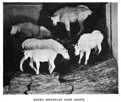 Display of various goats at the Boston Natural History Museum in 1906