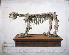 Fossil skeleton of Megatherium, an extinct giant ground sloth, displayed in Madrid