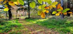 Scenic pathway along a natural river corridor in Styx Mill Conservation Reserve with lush greenery
