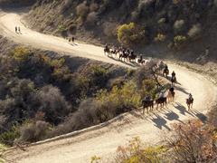 A group of rented horses traveling on the utility roads of Griffith Park on a Sunday afternoon in late December