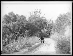 Man gathering wild flowers on a dirt path surrounded by dense shrubs and trees in Griffith Park, circa 1900