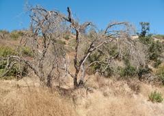 Burnt tree in Griffith Park after a fire, Los Angeles