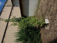 Tree memorial dedicated to Philippe Rivé, the first director of the Montluc Prison National Memorial, Lyon
