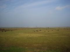 View of Kalvebod Fælled from Ugandavej facing north