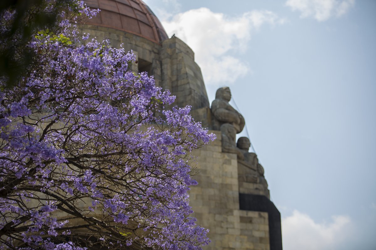 Jacaranda trees in full bloom with vibrant purple flowers in Mexico City