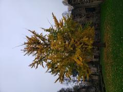 Ginkgo tree in Kirkstall Abbey during autumn