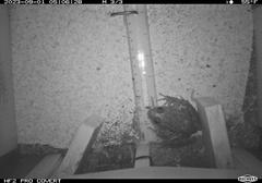 California red-legged frog on camera trap floor beside ruler