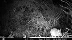 Dusky-footed woodrat near the camera at night in Rancho Corral de Tierra captured by wildlife trail camera