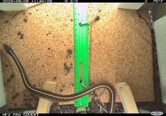 Coast garter snake with yellow stripe and red-black checker pattern crossing cork floor in camera trap box