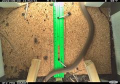 Smooth tan-colored midsection of a rubber boa snake captured by an overhead herp camera near a wetland