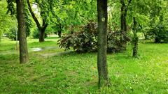 Vérmező Park with green trees and a pathway in Budapest