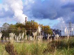 Invasive Cortaderia selloana plumeros in the ría de Avilés