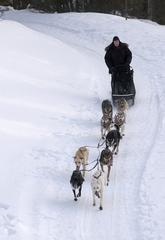 Maj. Tom Knolmayer driving a team of sled dogs in a snowy landscape during training for the 2005 Iditarod Trail Sled Dog Race