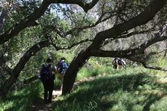 Hiking through oak woodland on Backbone Trail in Topanga State Park