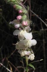 Antirrhinum coulterianum flower in natural habitat in Santa Monica Mountains