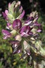 Astragalus brauntonii flower in coastal sage scrub habitat in the Santa Monica Mountains