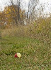 Abandoned apple on a fallen leaf-strewn path near the orchard at Two Ponds National Wildlife Refuge in fall