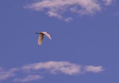 Crane flying over a marshland during sunset