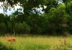 Deer with two fawns standing on a grassy field