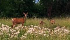 Deer and two fawns in a natural green forest setting