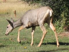 Close-up of a deer with antlers in a natural habitat