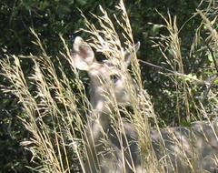 Deer standing in brushy forest habitat