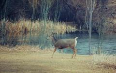 Scenic view of a calm deer pond surrounded by trees with autumn foliage