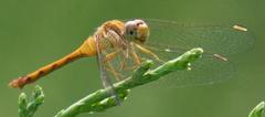 Close-up of a dragonfly perched on a green plant