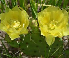 Close up photo of yellow blooming cactus with spines