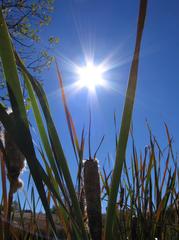Close-up of cattails under sunlight with blue sky background