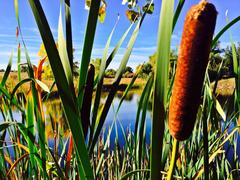 Dense cattails at Two Ponds nature reserve on a bright day
