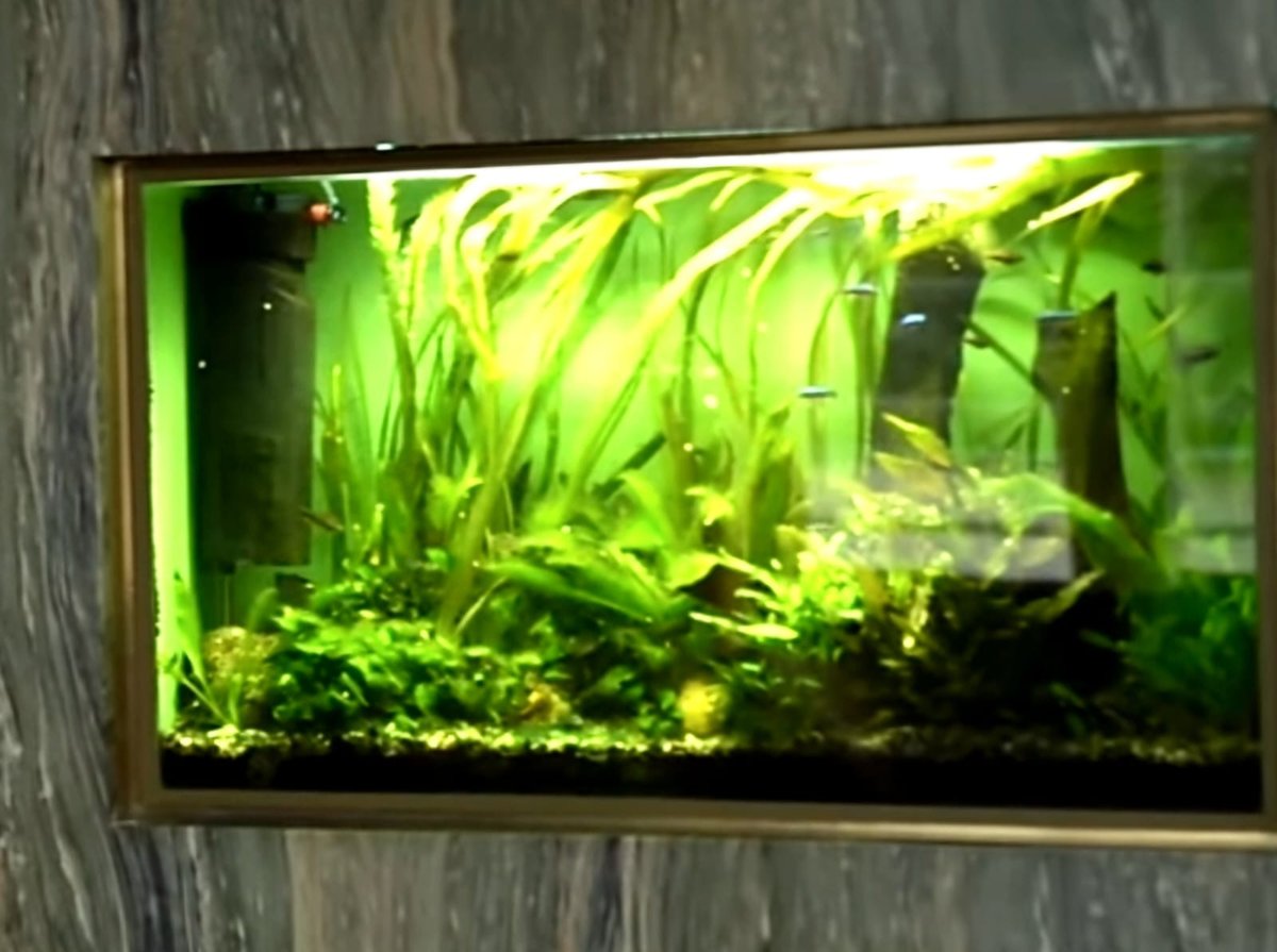 Interior view of the Aquarium in the salon of Villa Müller